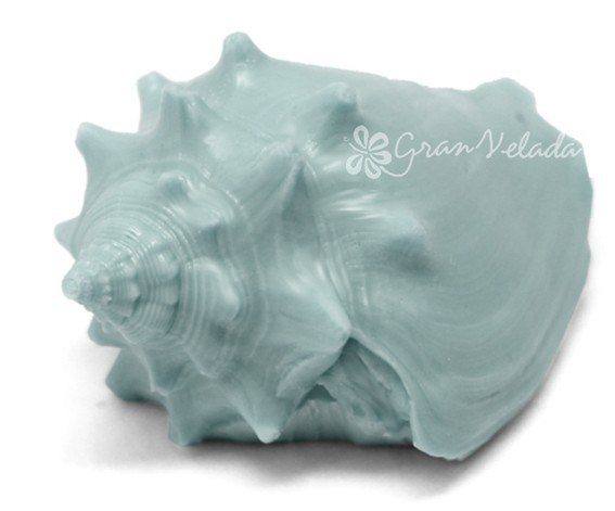 Molde concha marina molusco